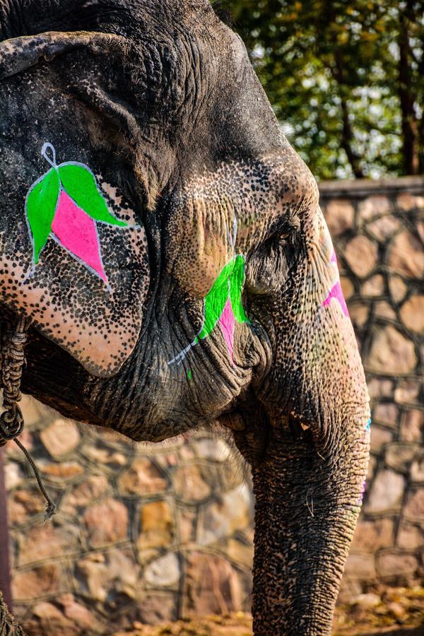 Hathi Mauja Jaipur Bagian luar foto